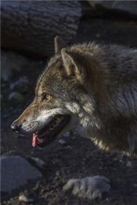 MindBlowing Wolf Journal 6