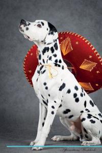 Dalmatian Affirmations Workbook Dalmatian Presents: Positive and Loving Affirmations Workbook. Includes: Mentoring Questions, Guidance, Supporting You.