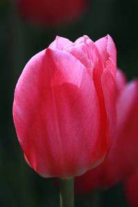 Bright Pink Tulip Extreme Close-Up Spring Flower Journal