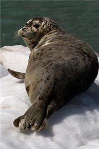 Alaska Journal - Harbor Seal