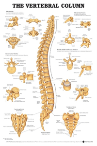 The Vertebral Column Anatomical Chart