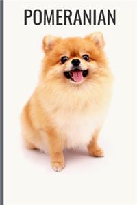 Pomeranian