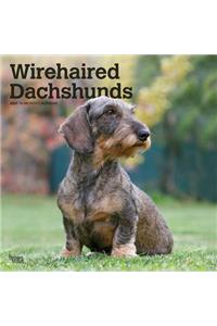 Dachshunds, Wirehaired 2021 Square