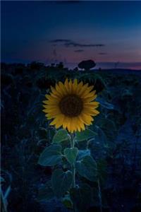 A Sunflower at Sunset Journal
