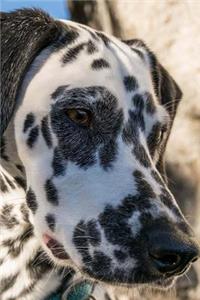 Black and White Dalmatian Dog Journal: 150 Page Lined Notebook/Diary