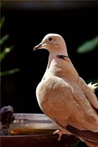 Collared Dove at a Watering Pond Journal