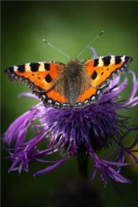 Orange and Black Butterfly on a Purple Flower in the Summer Journal