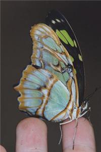 Malachite Butterfly (Siproeta Stelenes) Journal