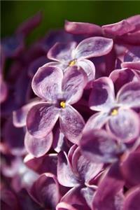 Close-Up of Lilac Blooms Journal