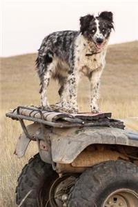 Happy Australian Shepherd Dog Standing on an ATV Pet Journal