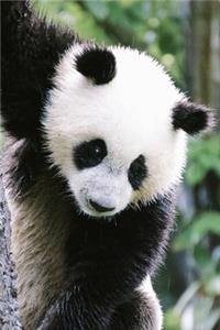 Panda Bear in a Tree Journal