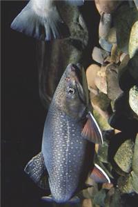 Eastern Brook Trout Swimming Journal