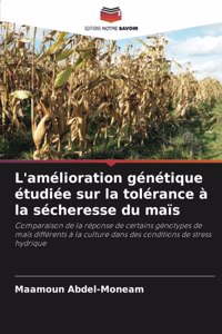 L'amélioration génétique étudiée sur la tolérance à la sécheresse du maïs