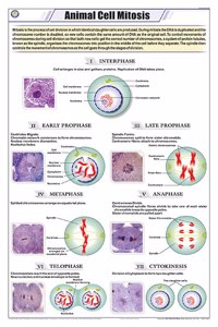 Teachingnest | Animal Cell Mitosis Chart (58X90Cm) | Zoology Chart | English | Wall Hanging