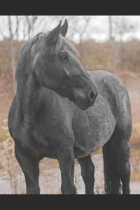 Manual for Noriker Horses