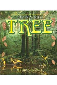 The Life Cycle of the Tree