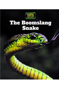 Boomslang Snake