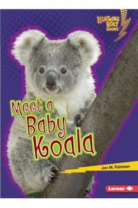 Meet a Baby Koala