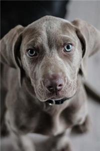 What a Sweet Face! Adorable Weimaraner Puppy Dog Pet Journal