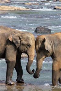 Two Elephants in a River African Animal Journal