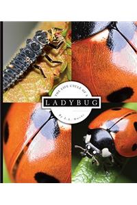 The Life Cycle of a Ladybug