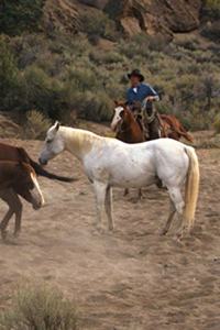2020 Daily Planner Horse Photo Equine Cowboy Horseback 388 Pages