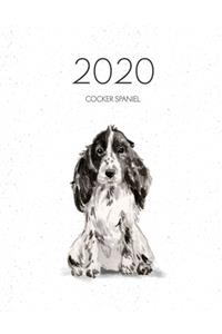 2020 Cocker Spaniel