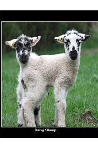 Baby Sheep