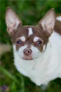 Chihuahua Notebook