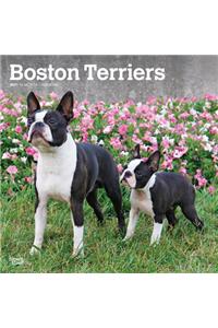 Boston Terriers 2021 Square
