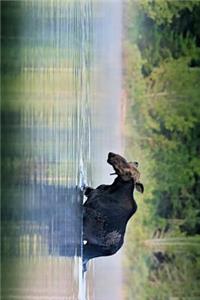 Moose Wading in Alaska Journal