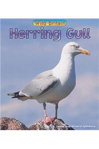 Wild Britain: Herring Gull Paperback