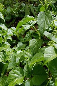 School Composition Book Lush Growing Greens