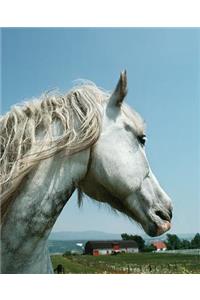 Horse Photo School Composition Book Equine Gazing Dappled Grey