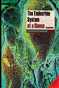 The Endocrine System At A Glance