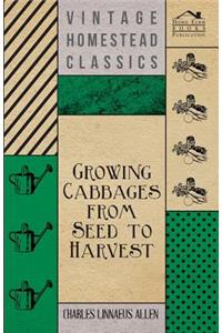 Growing Cabbages from Seed to Harvest
