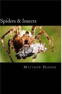 Spiders & Insects