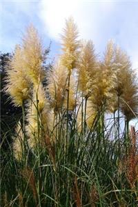 Pampas Grass Plants Journal