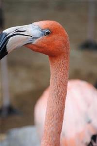 Too Cool Tropical Flamingo Up Close Portrait Bird Journal