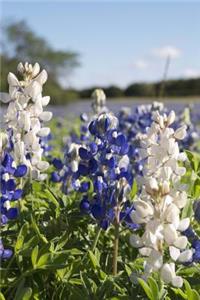 White and Blue Flowers