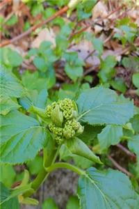 Spring Growth Journal