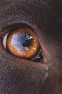 The Eye of a Chocolate Lab Labrador Retriever Dog Journal