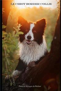 Chiot Border Collie