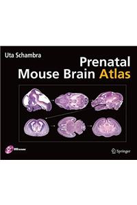 Prenatal Mouse Brain Atlas