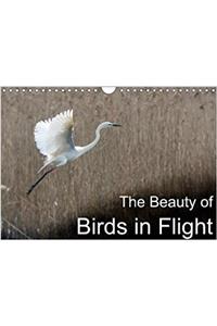 Beauty of Birds in Flight 2018