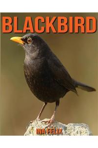 Blackbird