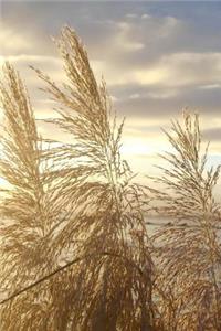 Japanese Silver Grass at Sunset Journal