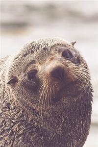 A Sandy Seal on the Beach Cute Animal Journal