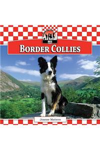 Border Collies