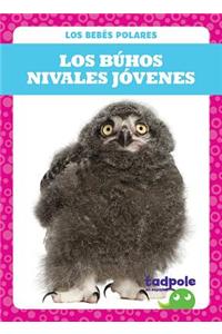 Los Búhos Nivales Jóvenes (Snowy Owlets)